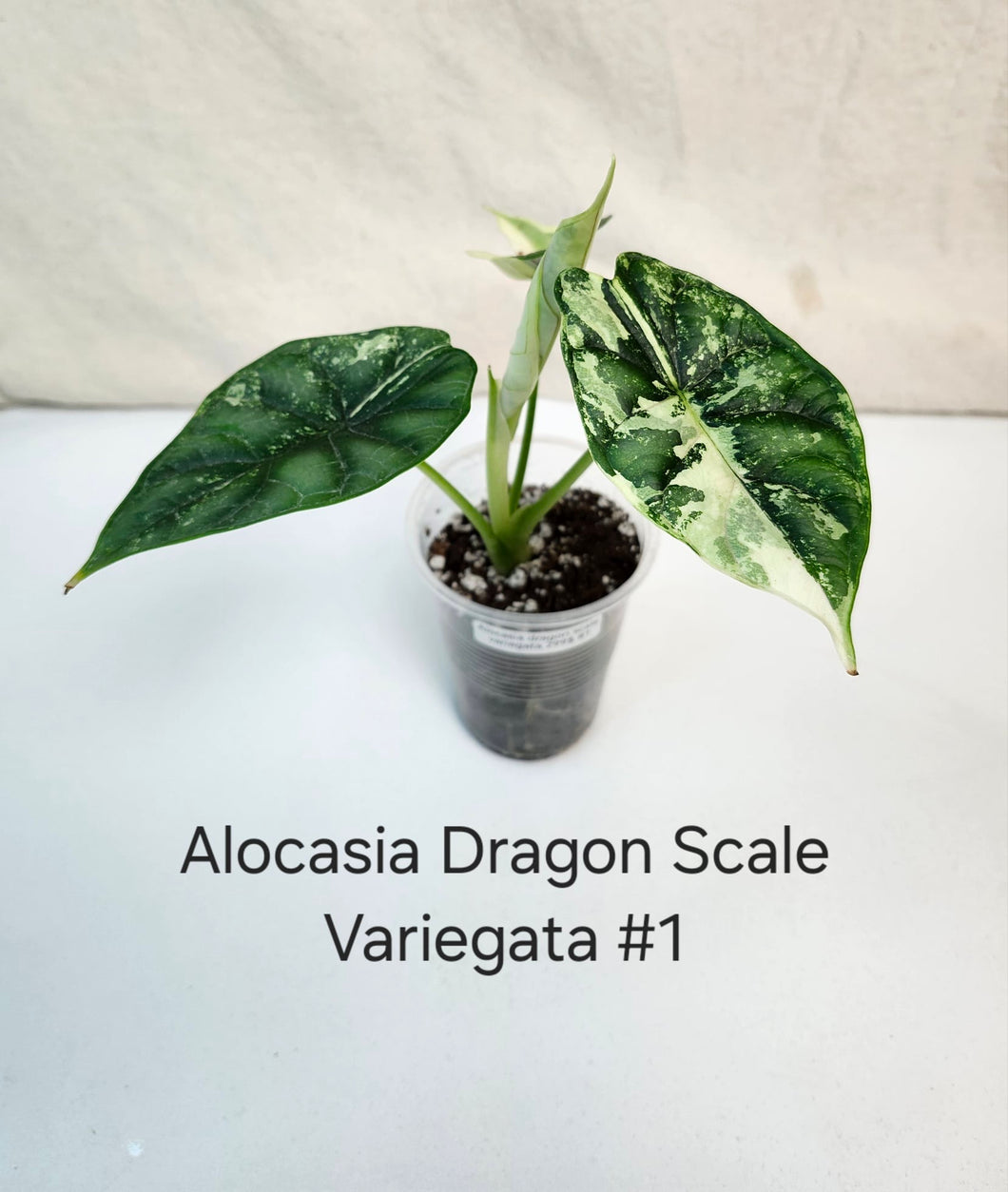 Alocasia dragon scale variegata  #1