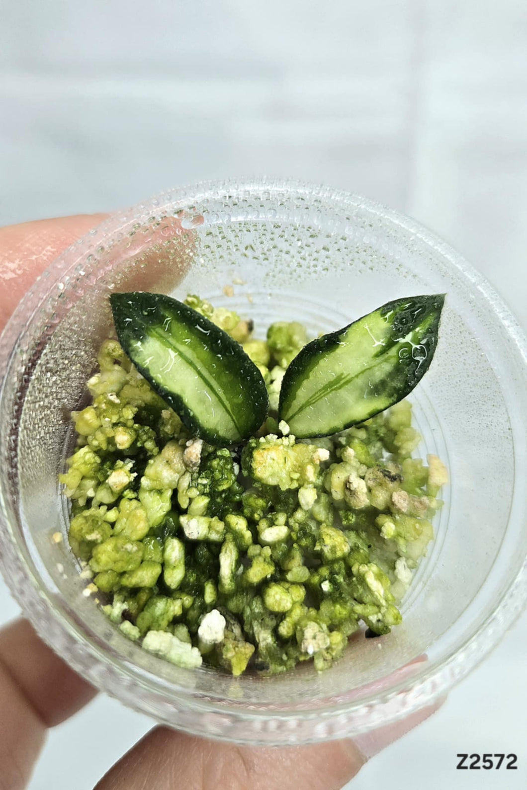 Hoya Lacunosa Variegata ⭐️ #Z2572