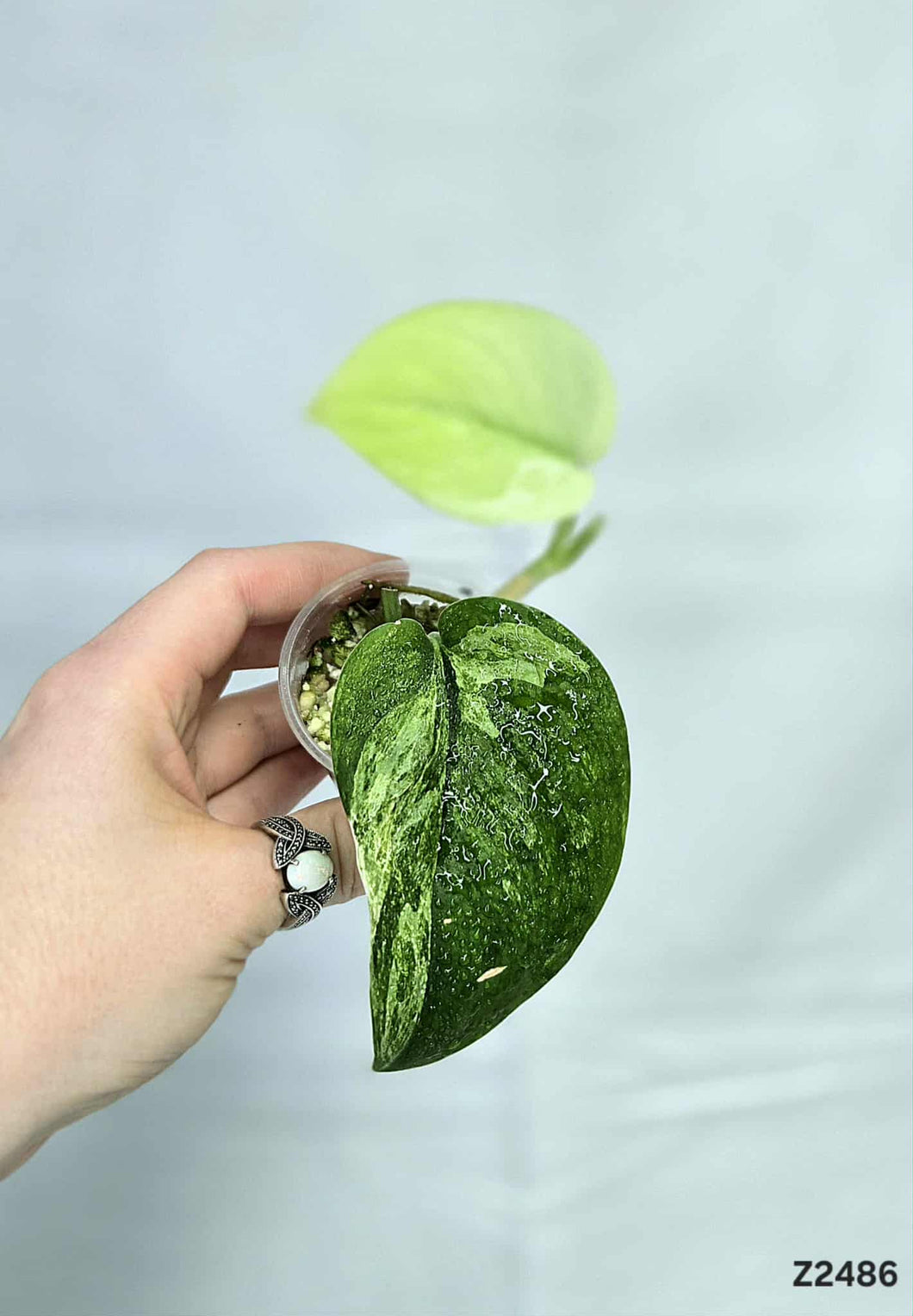 Scindapsus Jade Satin Mint #Z2486