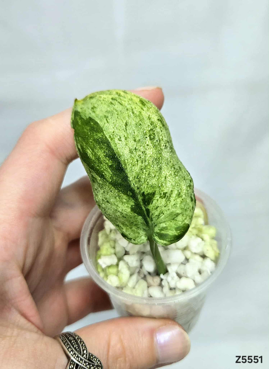Scindapsus Marble Queen #Z5551