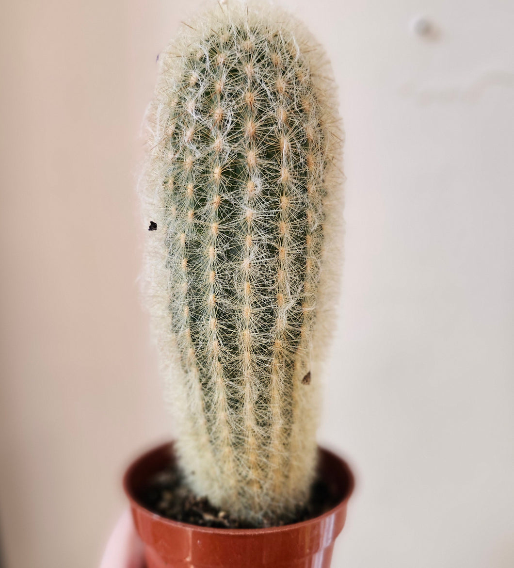 Cactus Espostao lanata