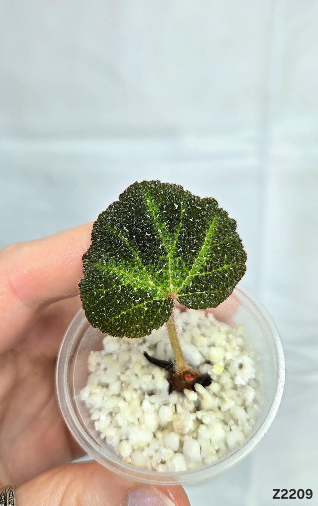 Bégonia SoliMutata Variegata #Z2209