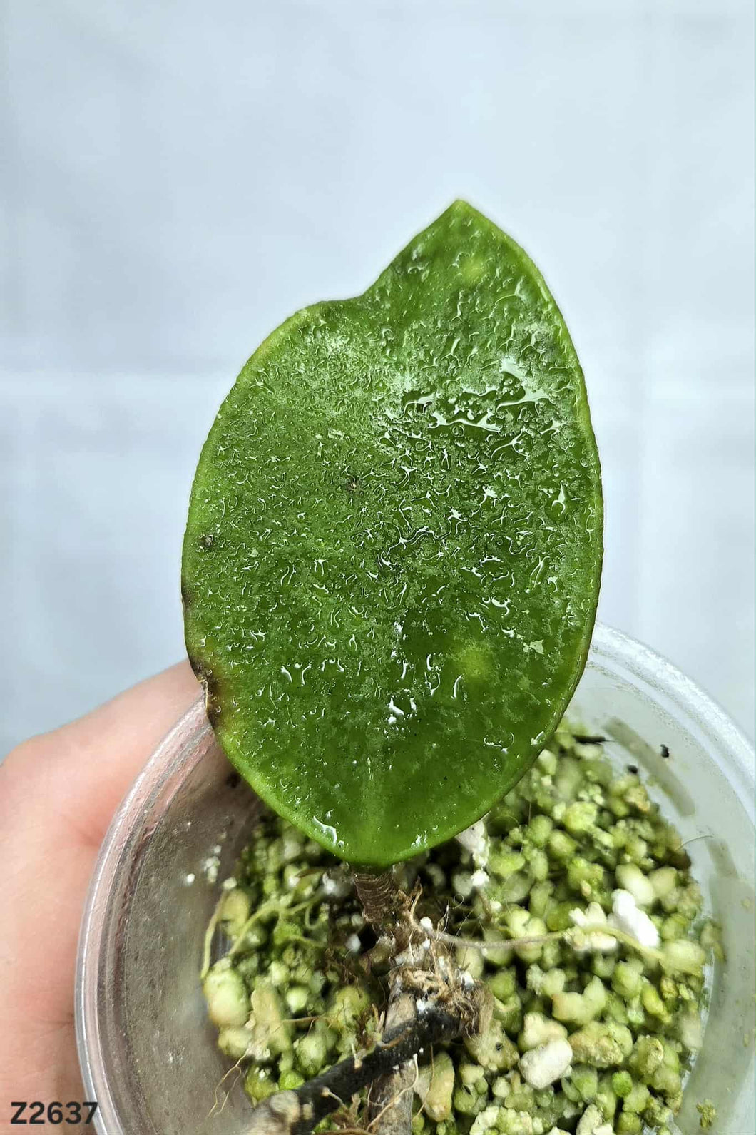 Hoya Caudata ⭐️ #Z2637