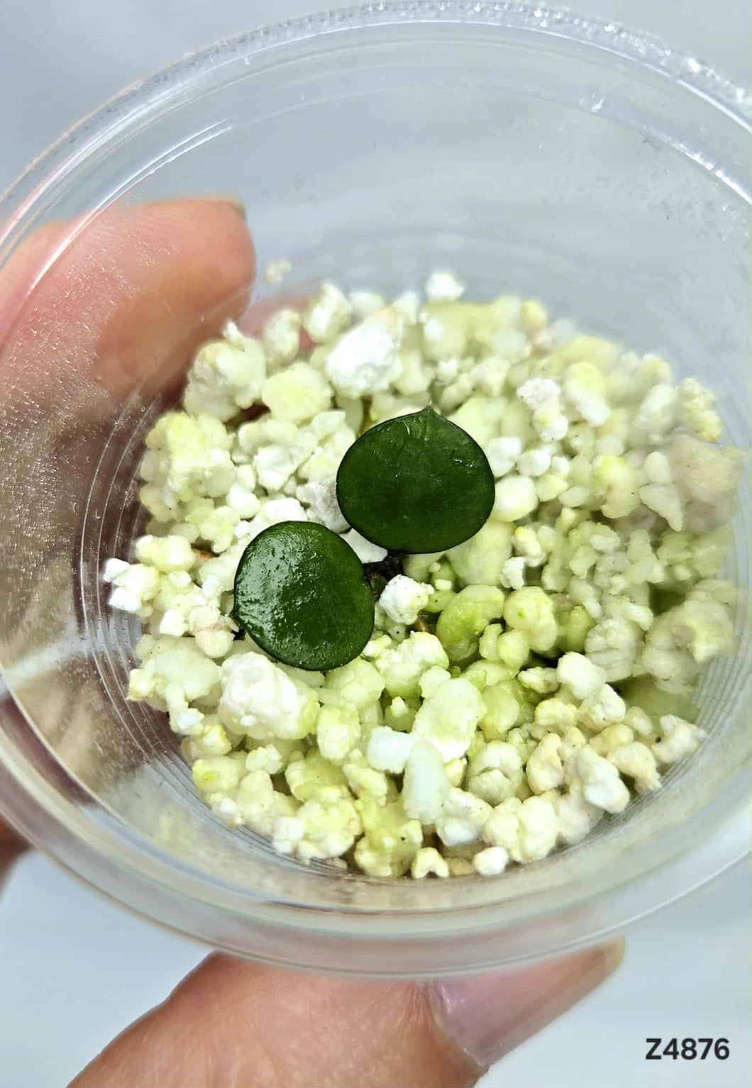 Hoya Peltata ⭐️ #Z4876