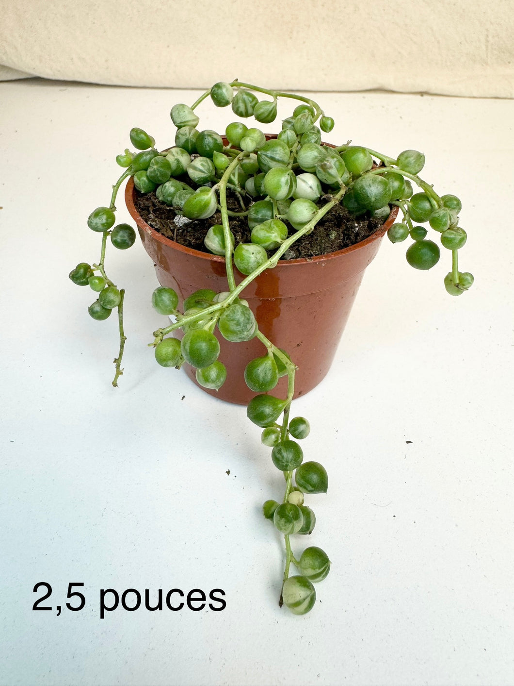 Chaîne de perles variegata