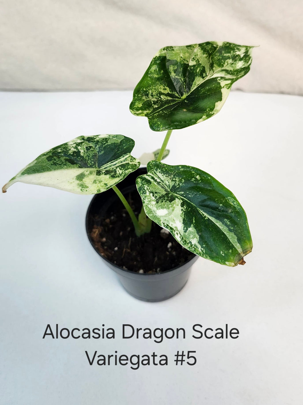Alocasia Dragon Scale variegata #5