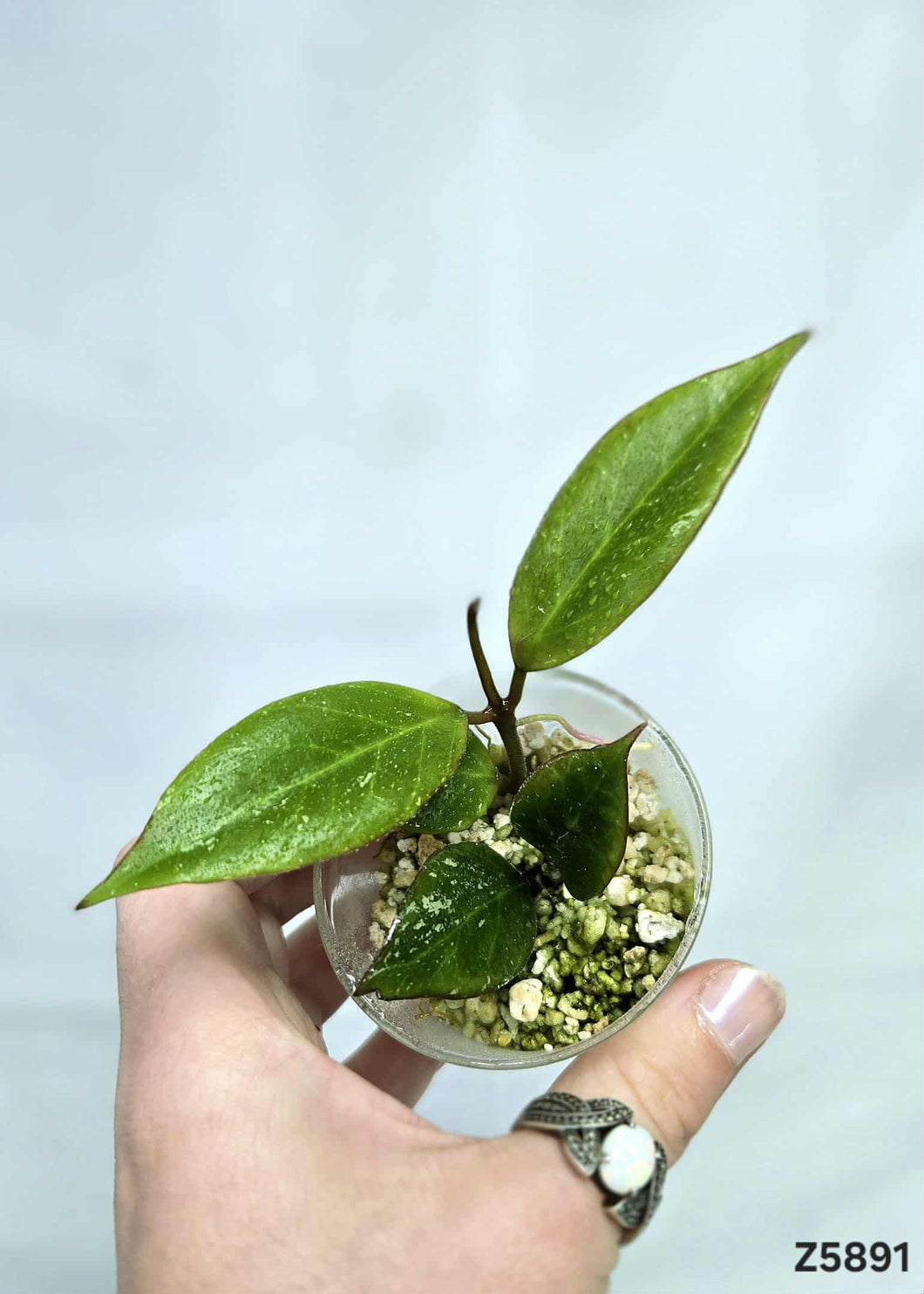 Hoya Sunrise ⭐️ #Z5891