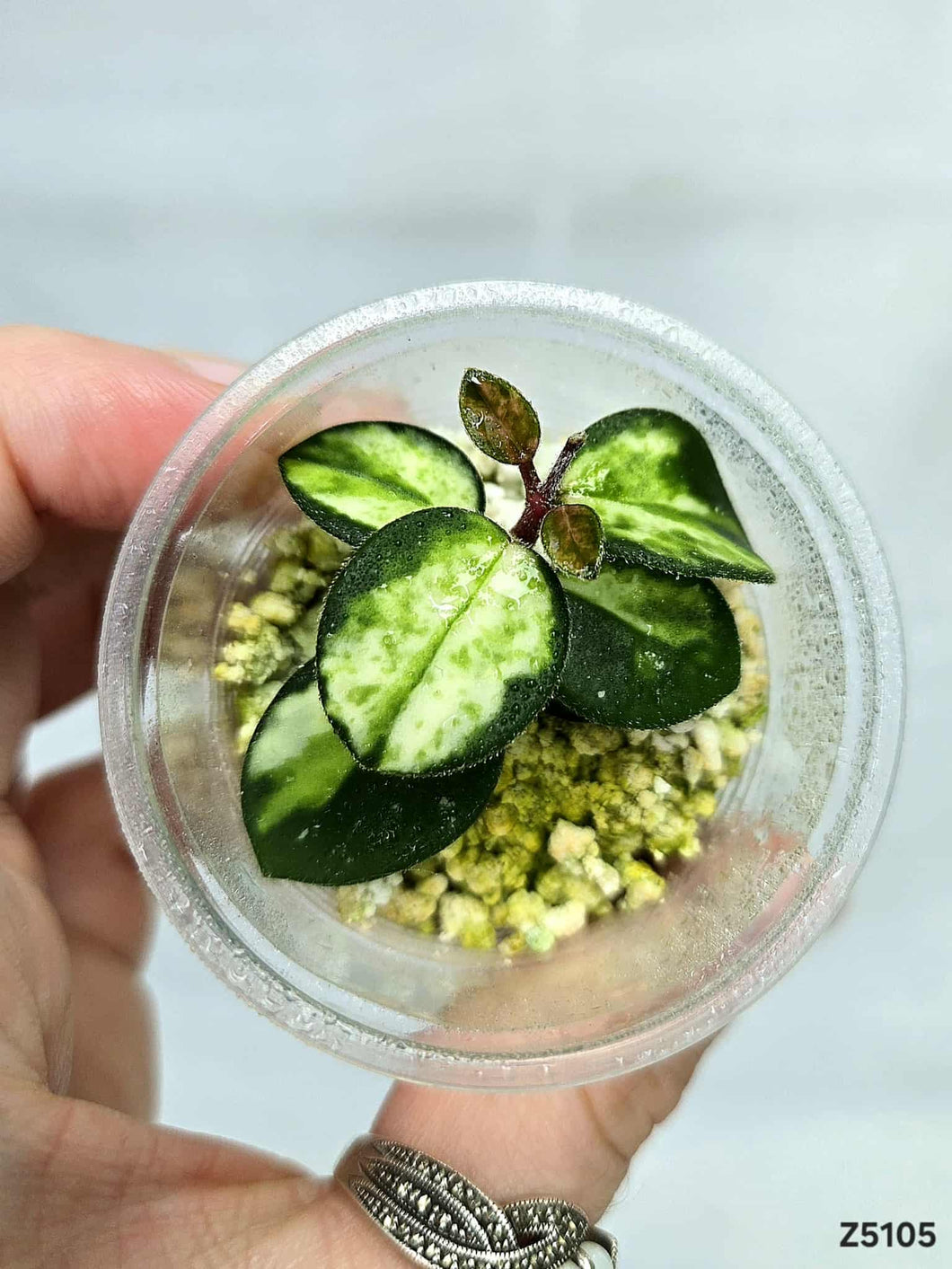 Hoya Mathilde Variegata ⭐️ #Z5105