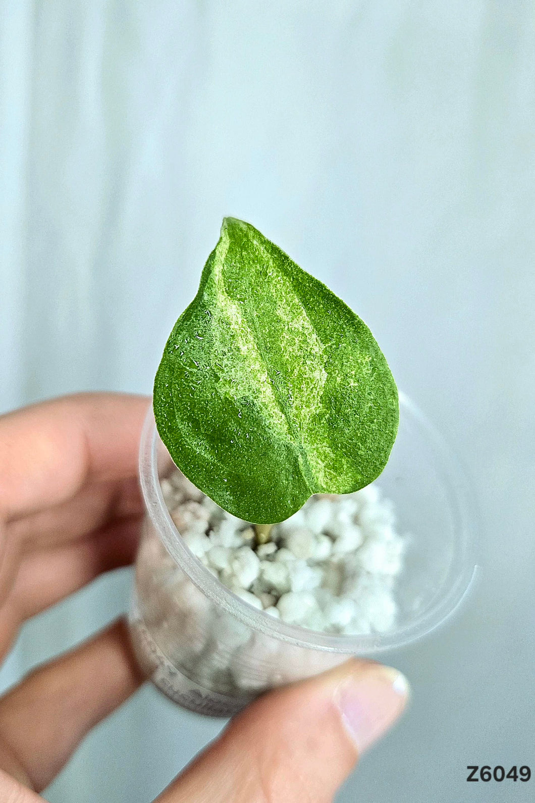 Alocasia Cucullata Mint #Z6049