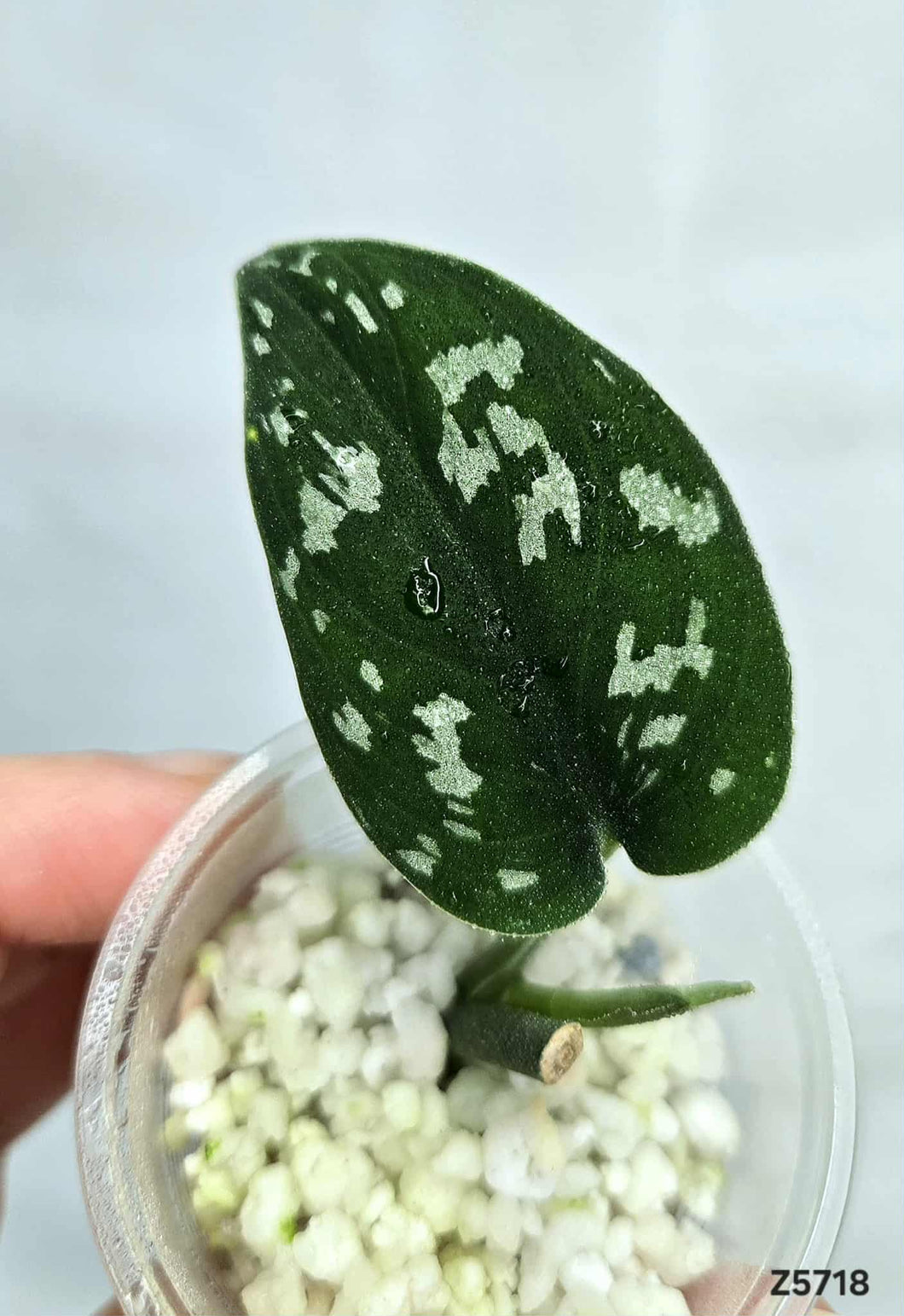 Scindapsus Matcha Revert #Z5718