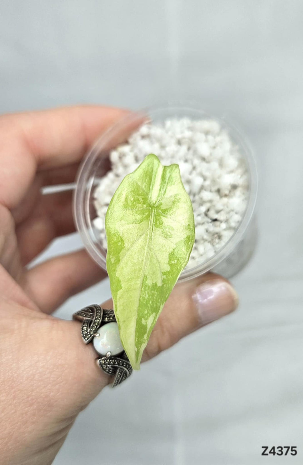 Alocasia Simpo Albo (offshoot) #Z4375