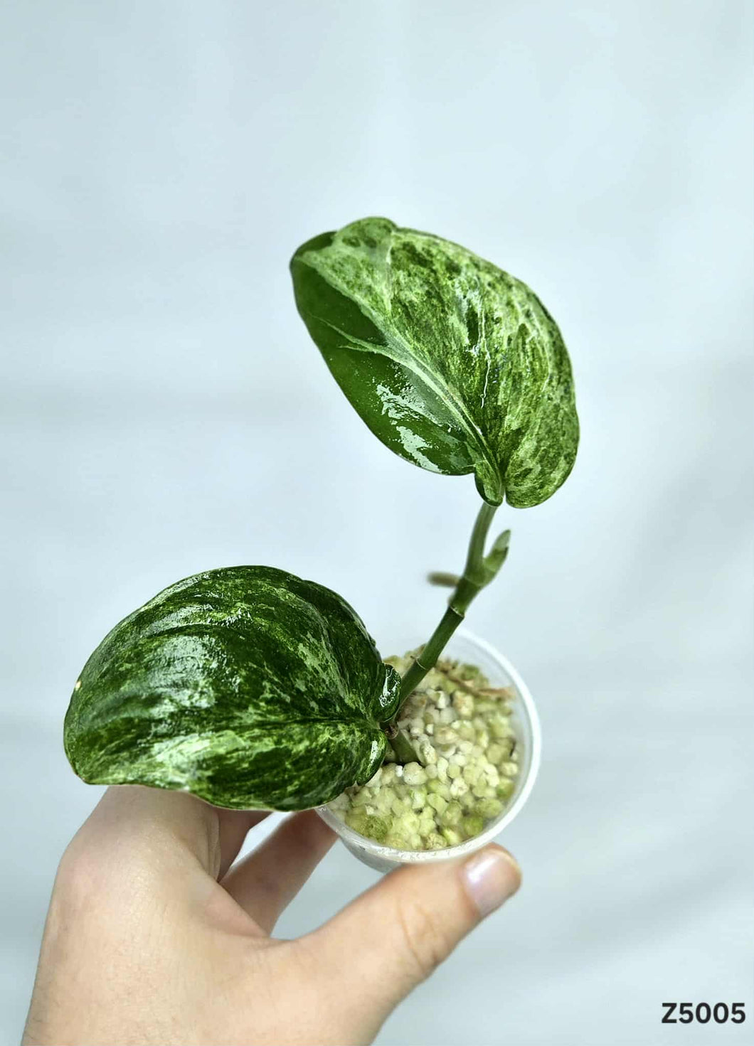 Scindapsus Jade Satin Mint #Z5005