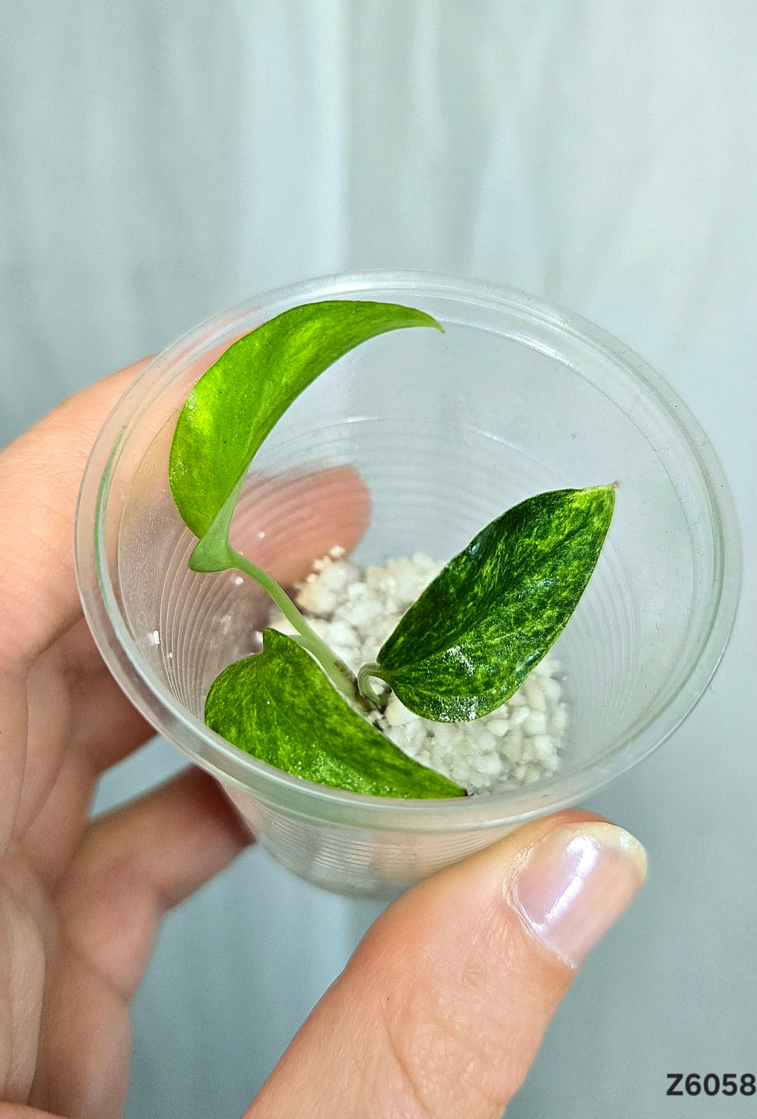 Epipremnum Yellow Star #Z6058