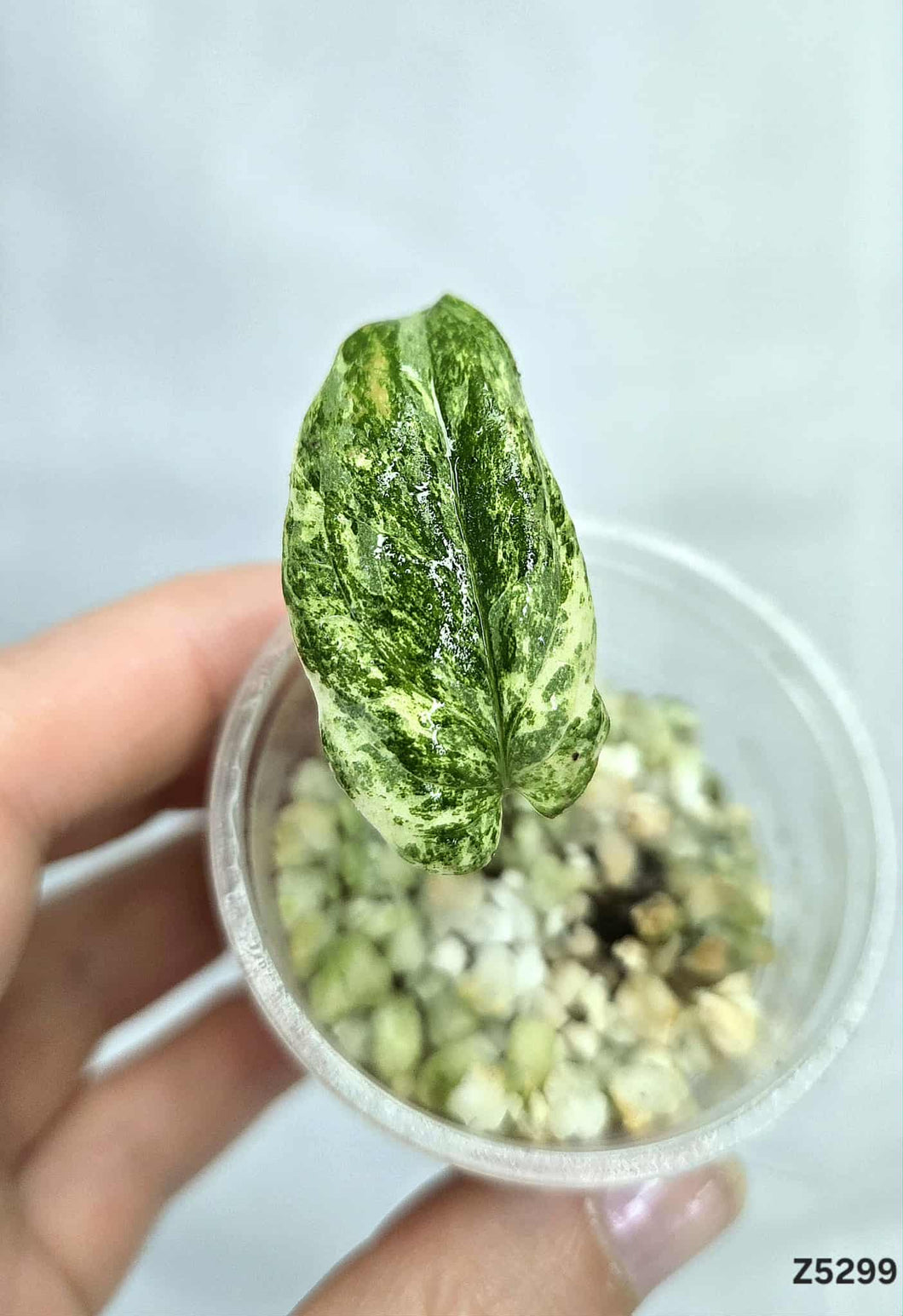 Amydrium Marble #Z5299