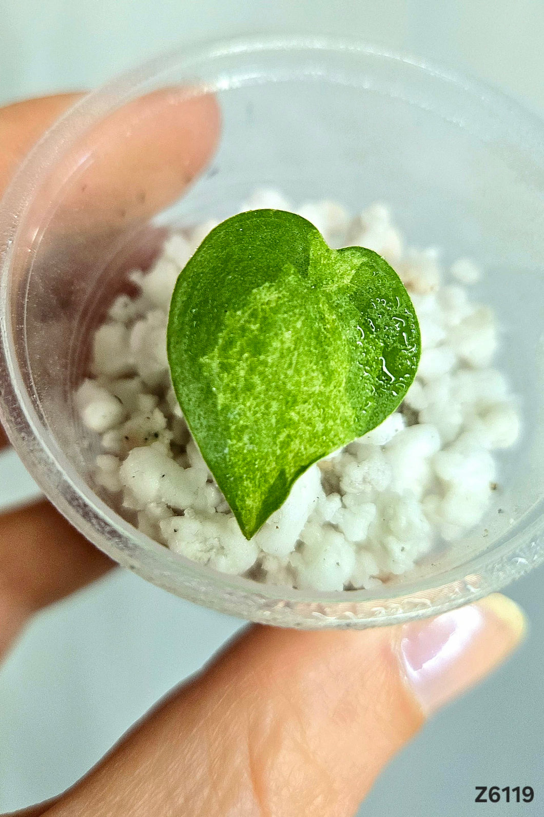 Alocasia Cucullata Mint #Z6119