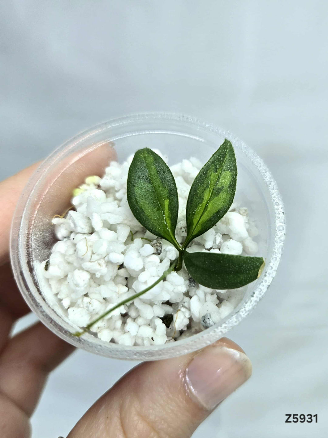 Cissus Variegata #Z5931