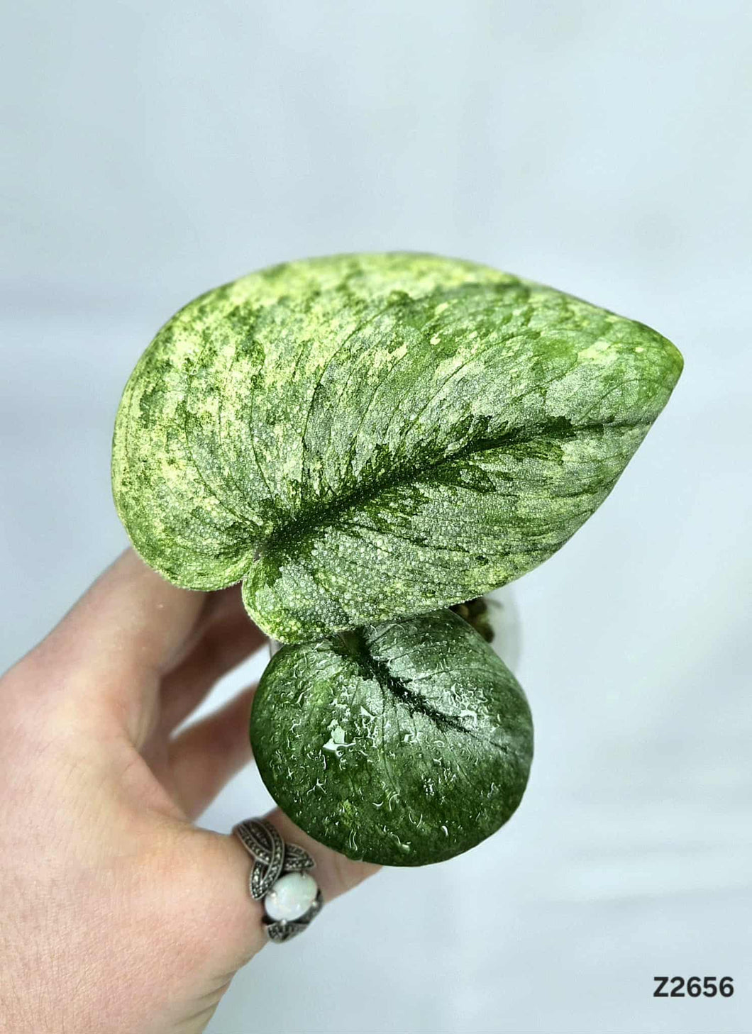 Scindapsus Halimoon #Z2656