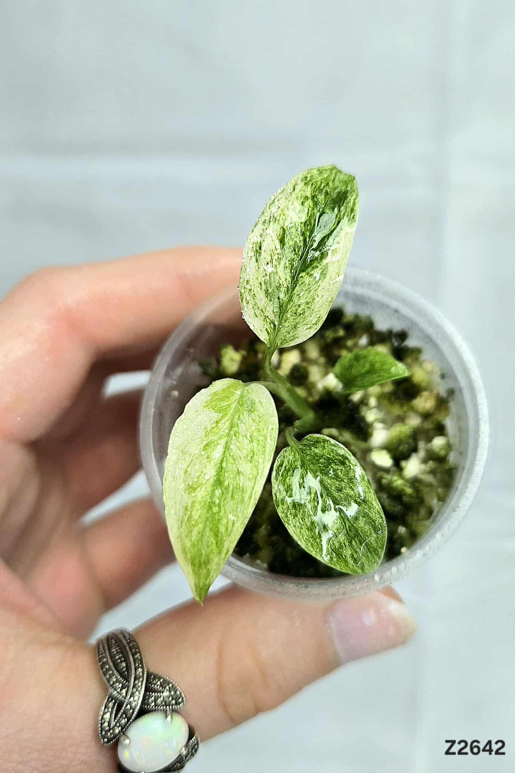 Monstera Laniata Mint #Z2642