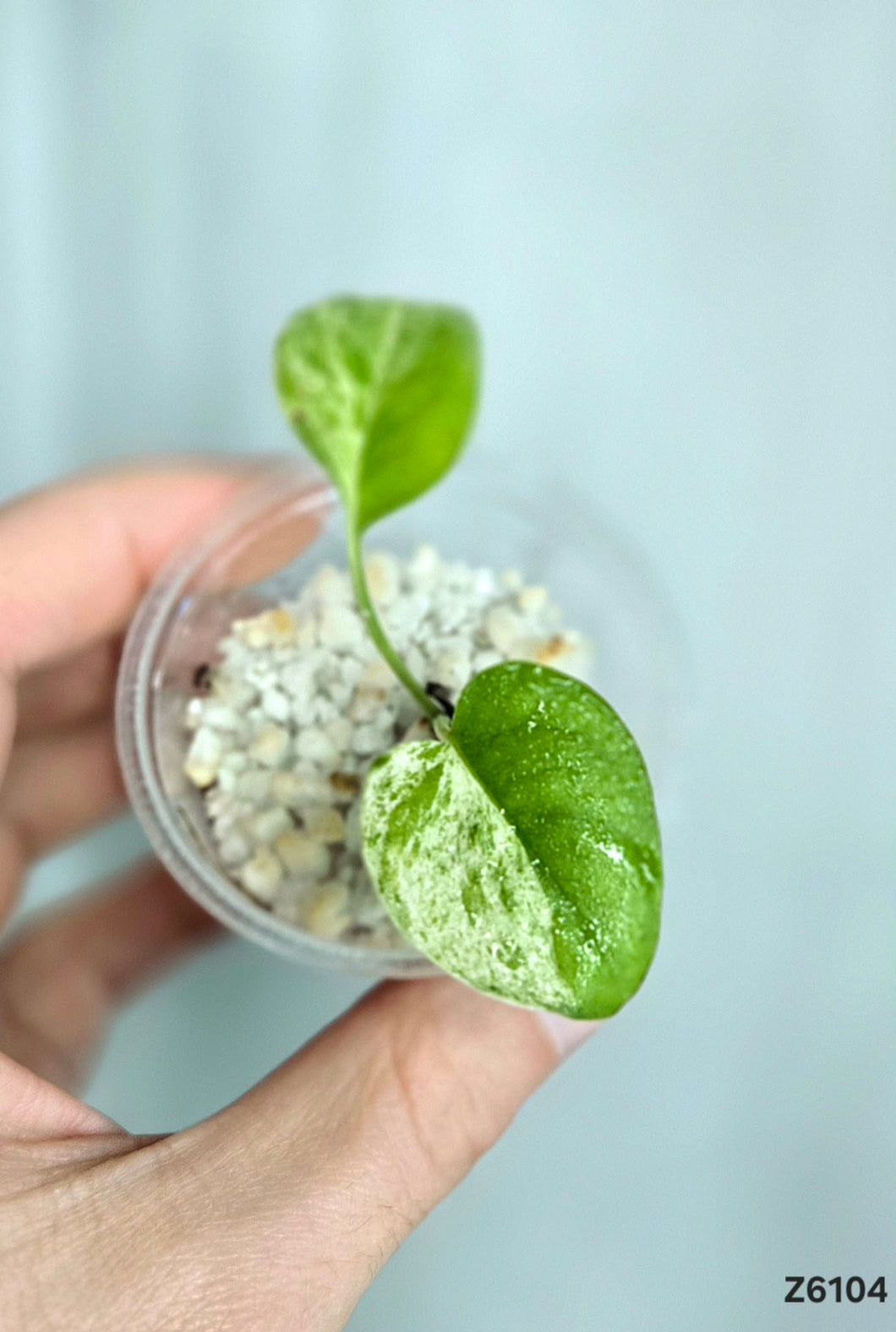 Epipremnum Pinnatum Marble #Z6104