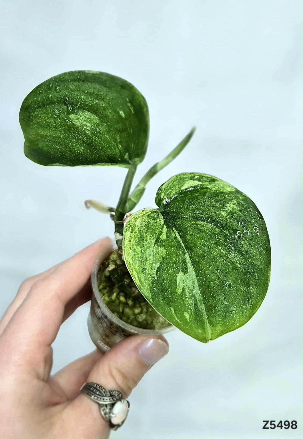 Scindapsus Jade Satin Mint #Z5498