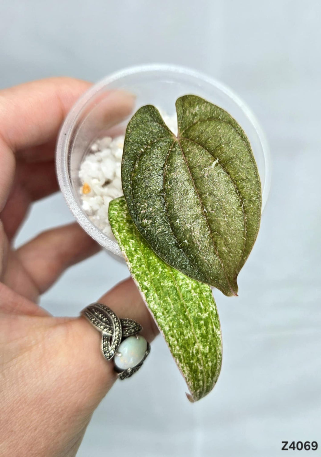 Dioscorea Pixel Pink #Z4069