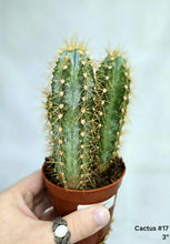 Load image into Gallery viewer, Cactus #17

