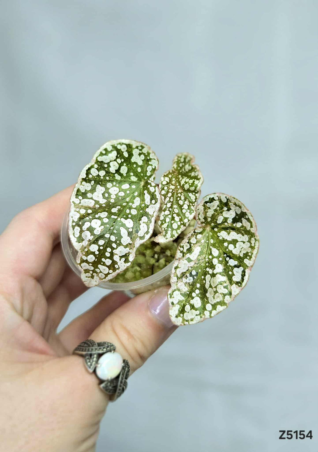Bégonia Snowcapped Variegata #Z5154