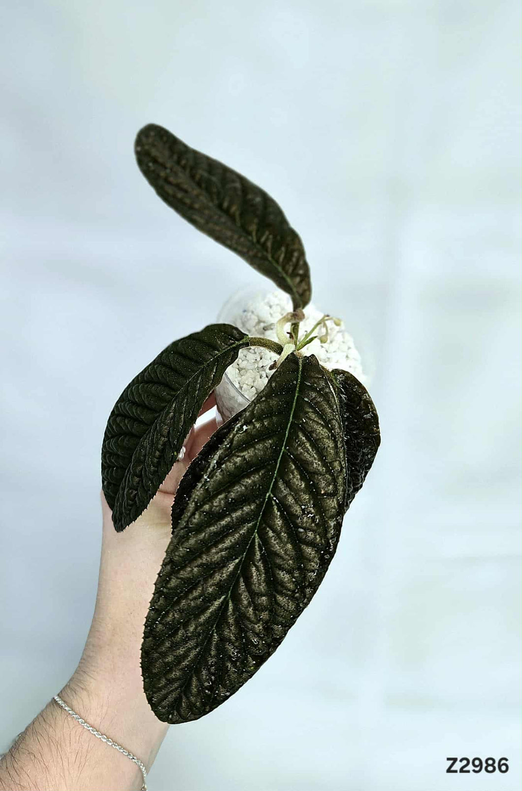Ardisia Black #Z2986