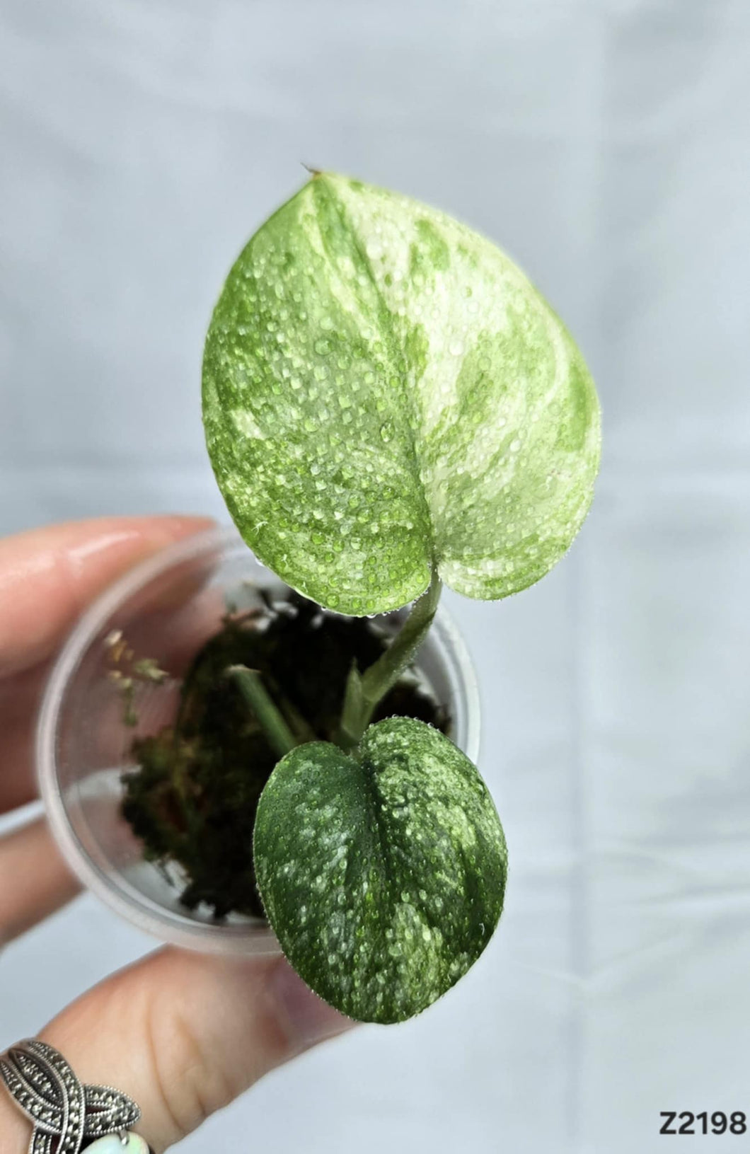 Scindapsus Halimoon #Z2198