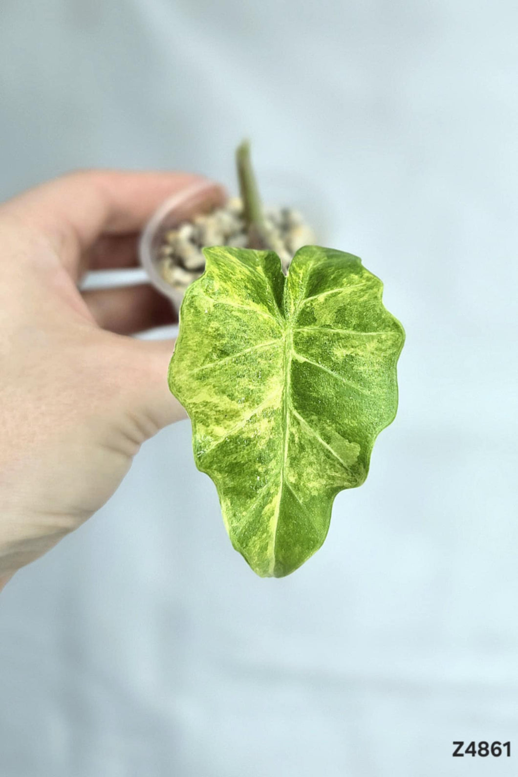 Alocasia Low Rider Aurea #Z4861