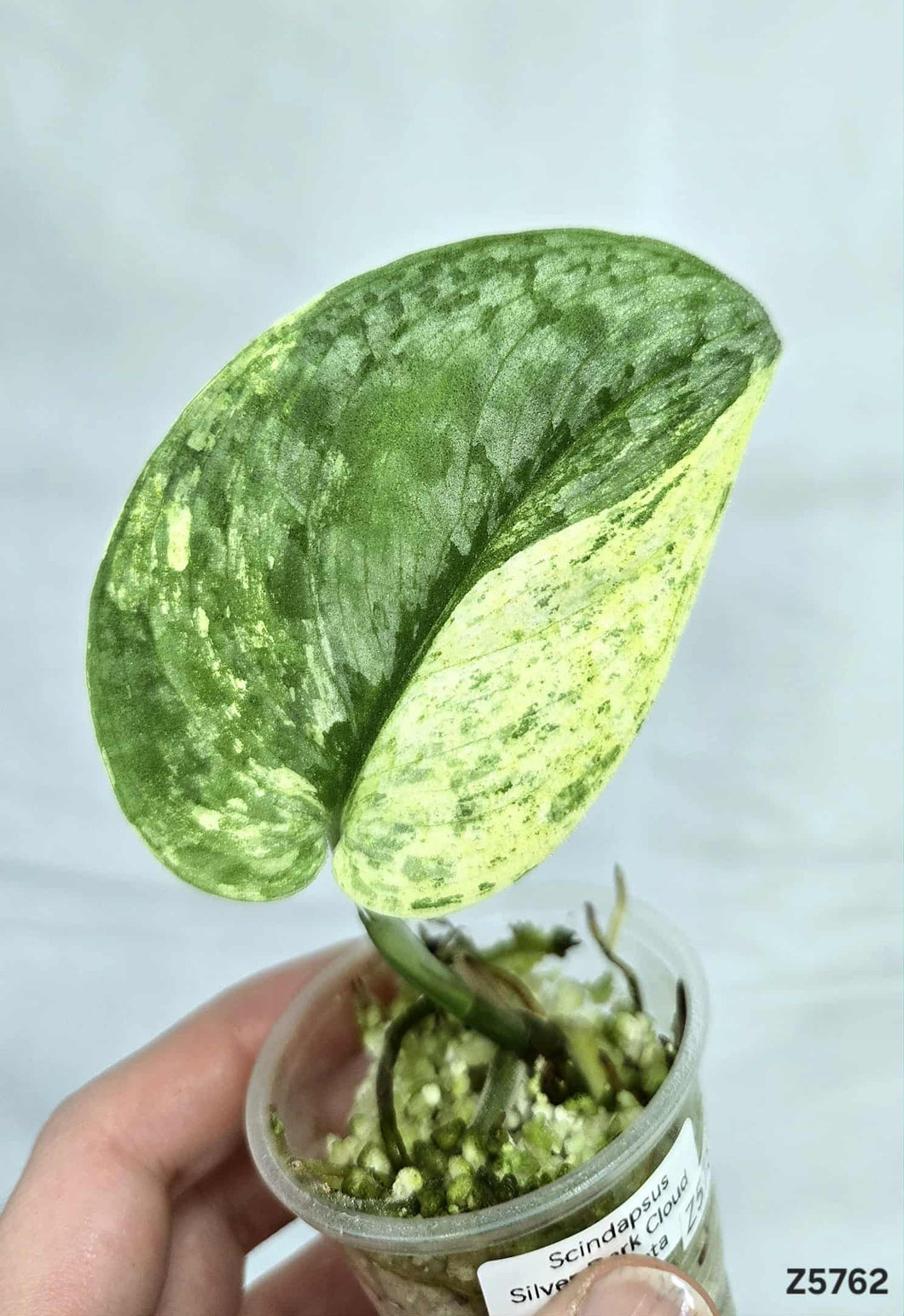 Scindapsus Silver Dark Cloud Variegata #Z5762