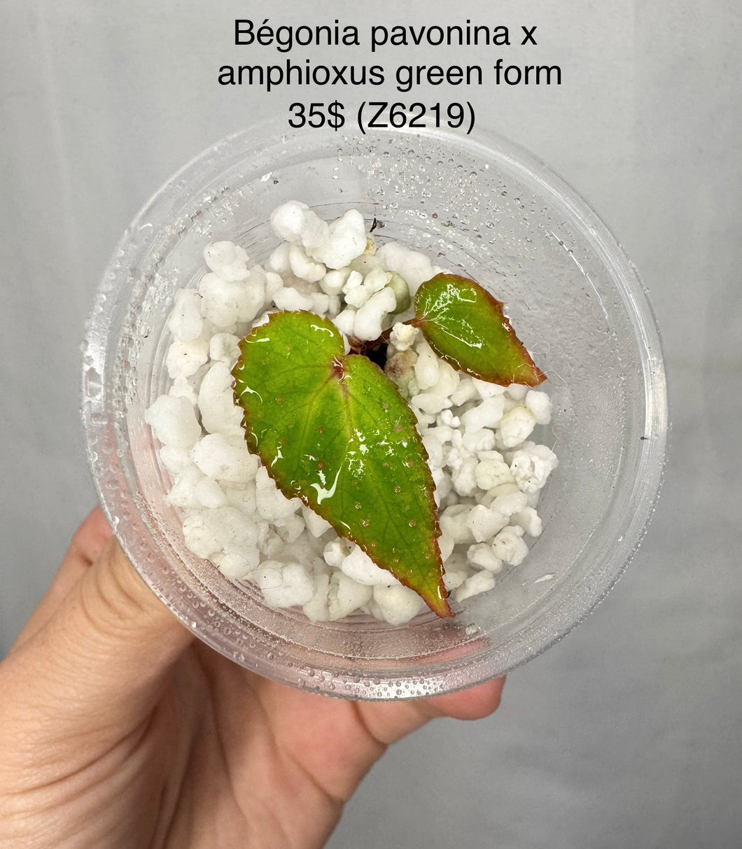 Bégonia pavonina x amphioxus green form Z6219