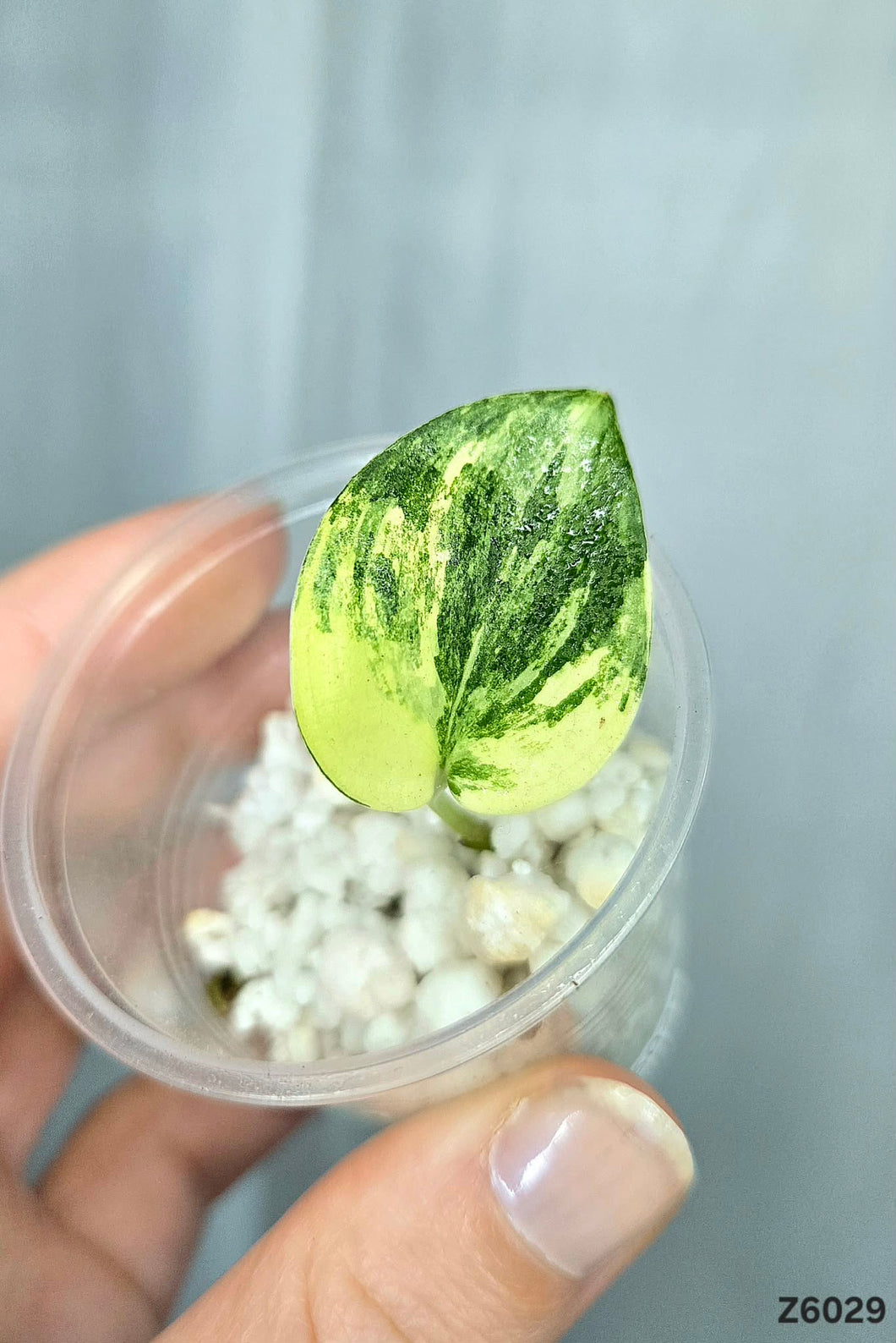 Scindapsus Jade Satin Variegata #Z6029