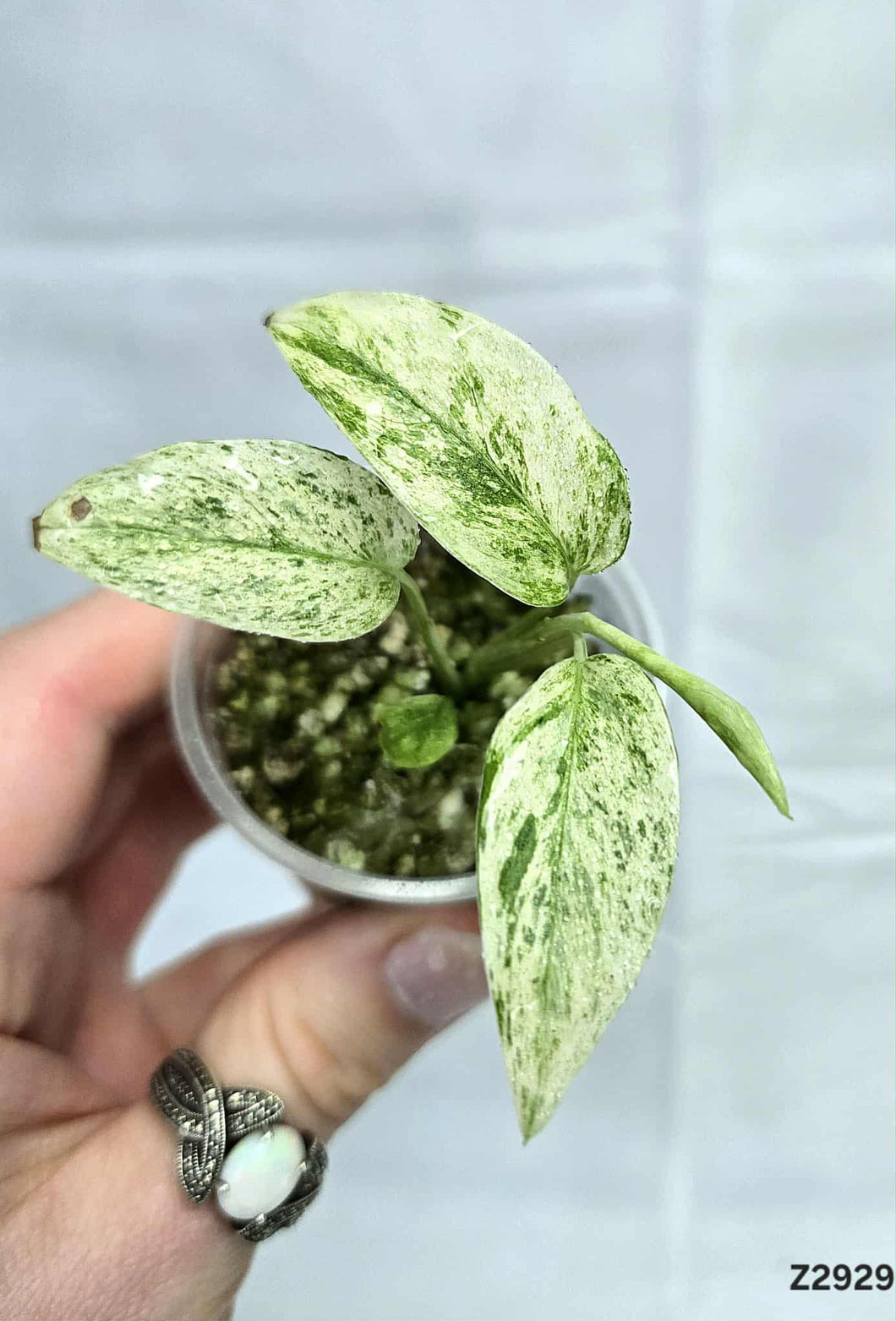 Monstera Laniata Mint #Z2929