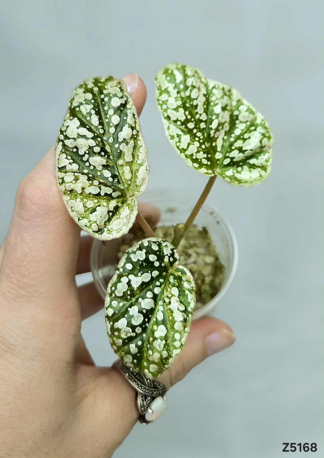 Bégonia Snowcapped Variegata #Z5168