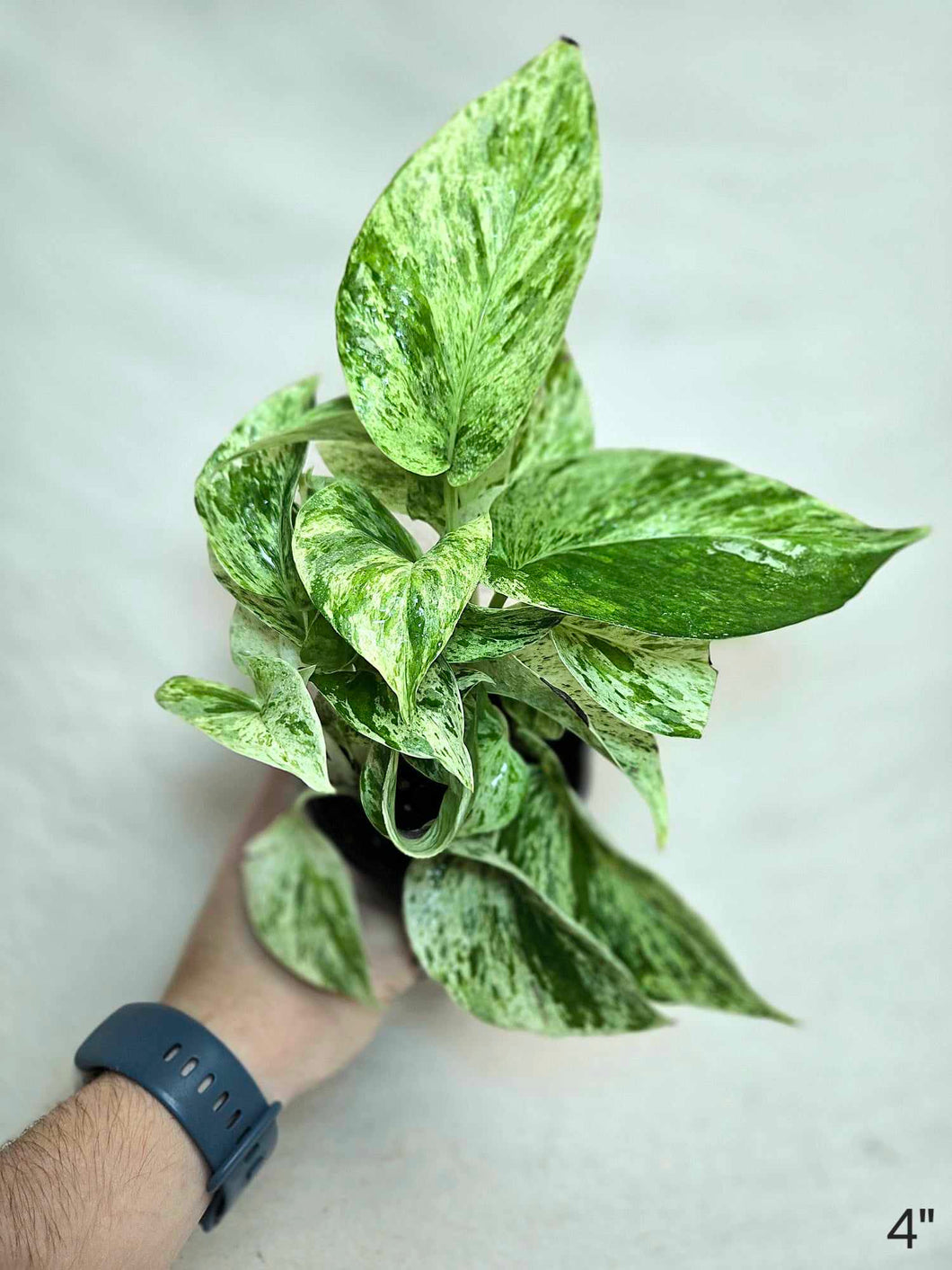Pothos marble queen