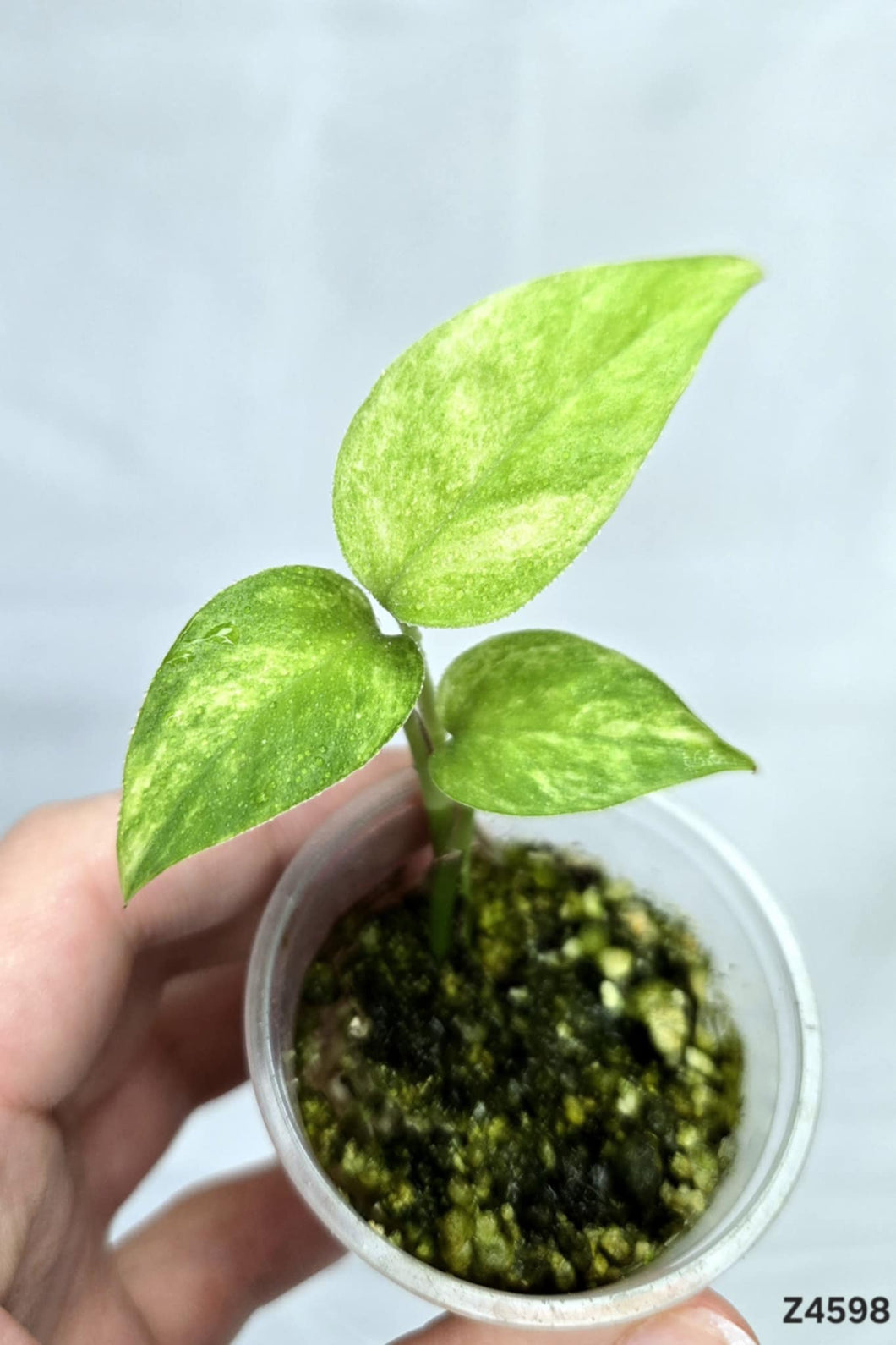 Epipremnum Yellow Star #Z4598