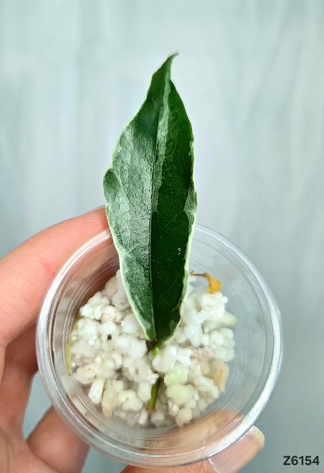 Hoya Lobbii Albo ⭐️ #Z6154