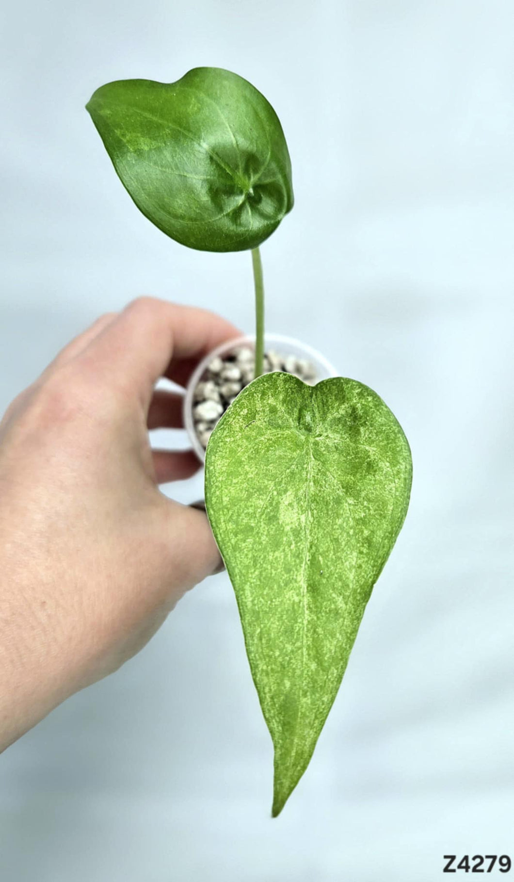Alocasia Cucullata Mint #Z4279