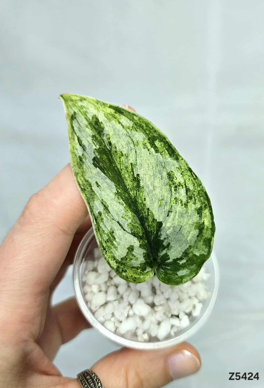 Scindapsus Peasun #Z5424