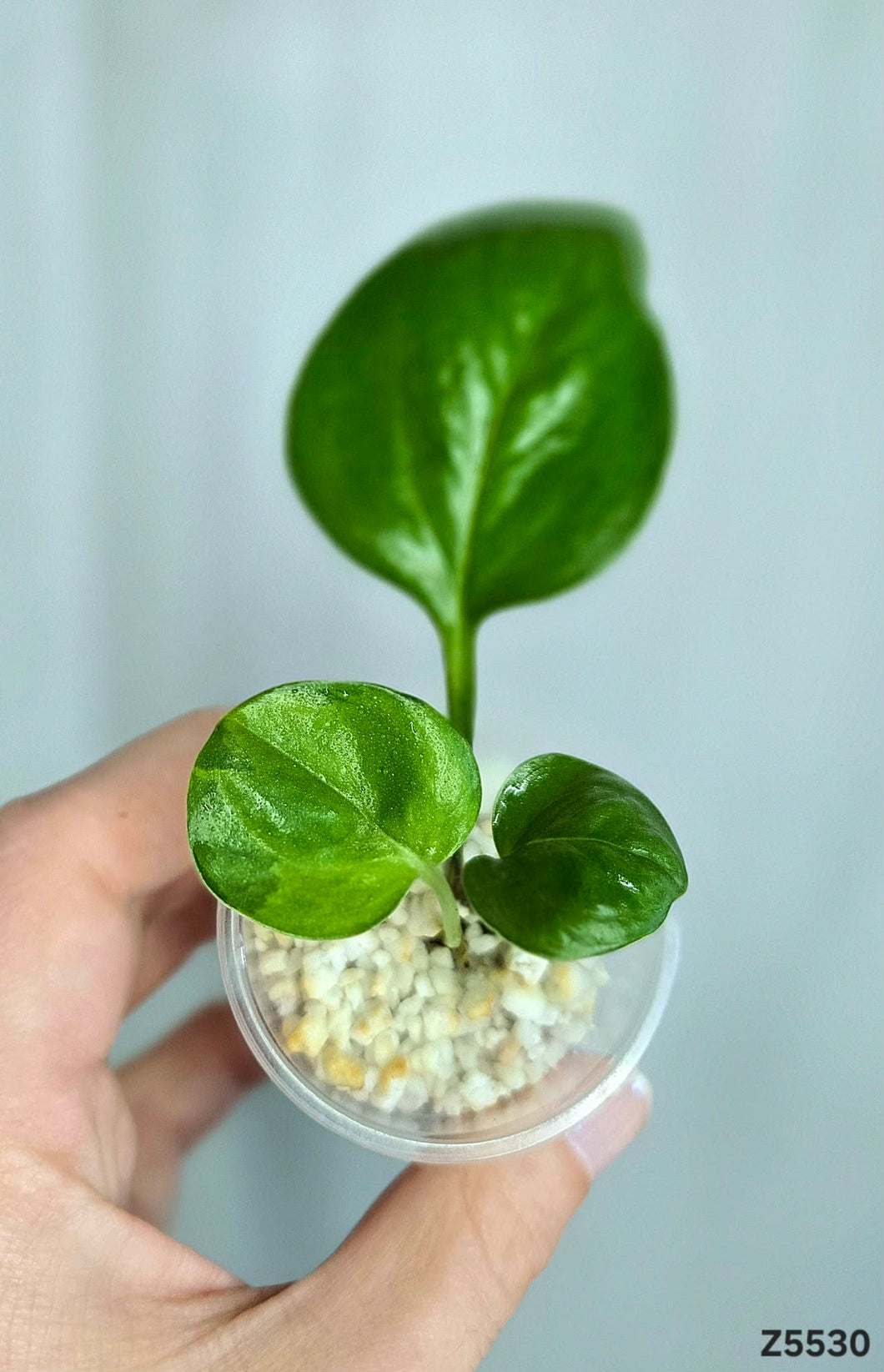 Pothos Manjula Revert #Z5530