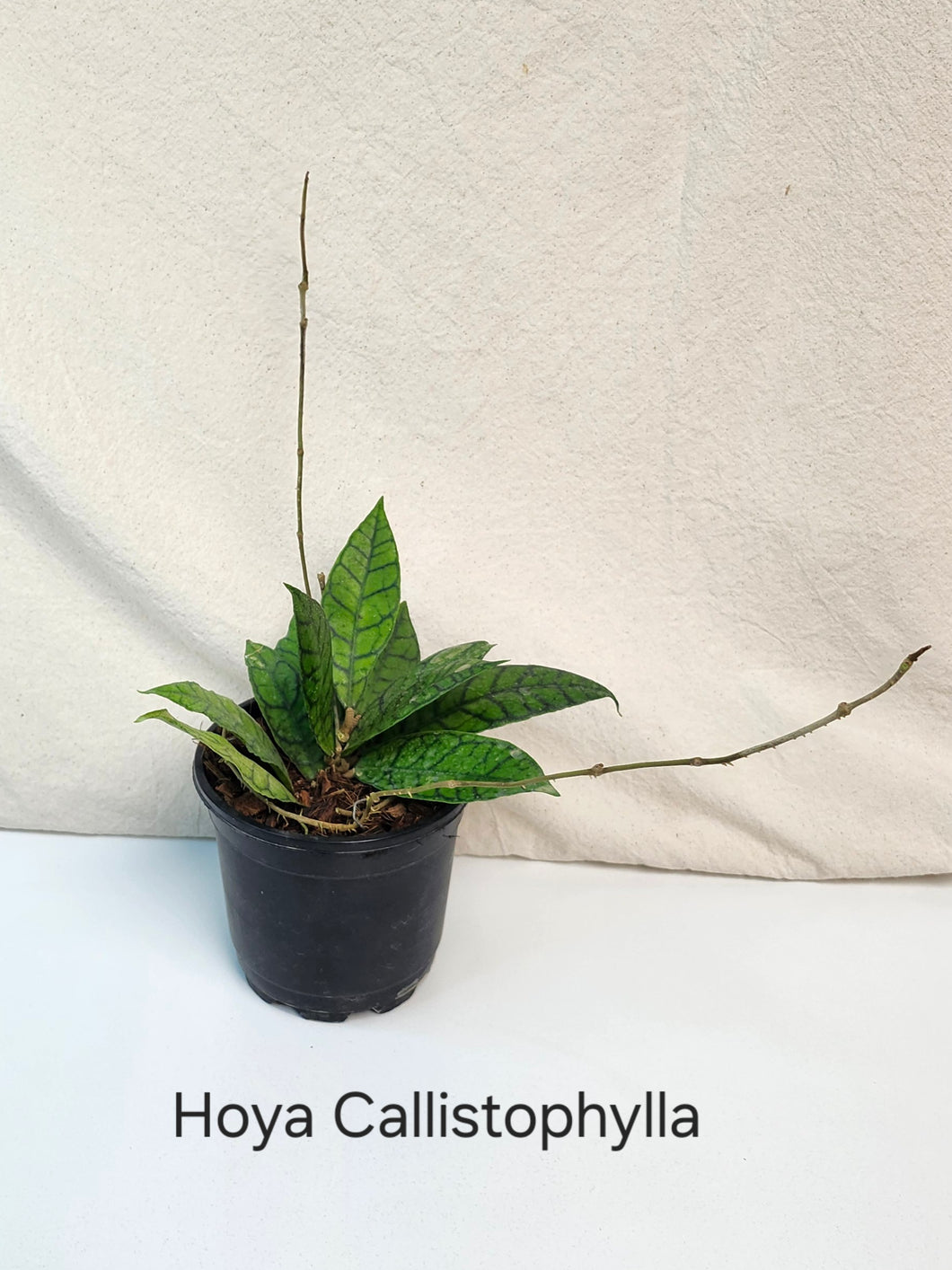Hoya  Callistophylia