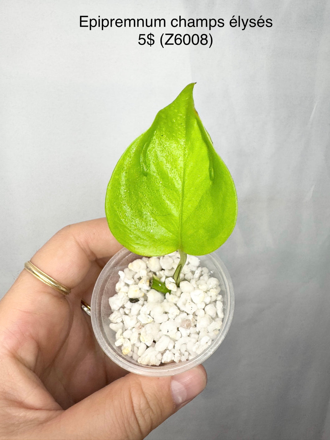 Epipremnum Champs Elysées  #Z6008