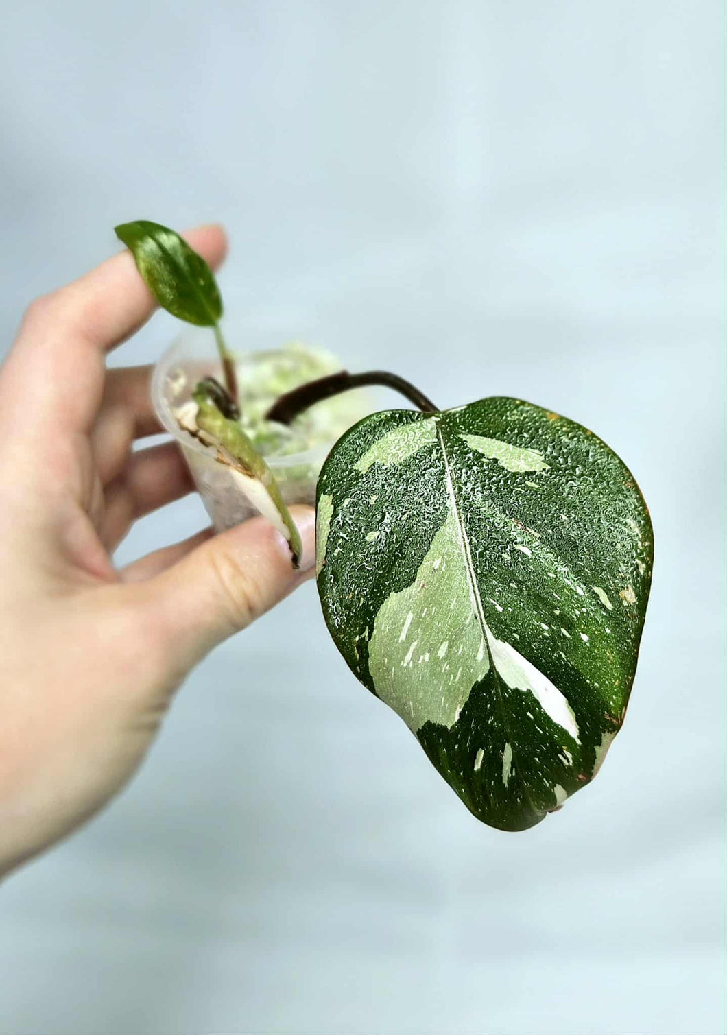 Philodendron Red Anderson #Z4934