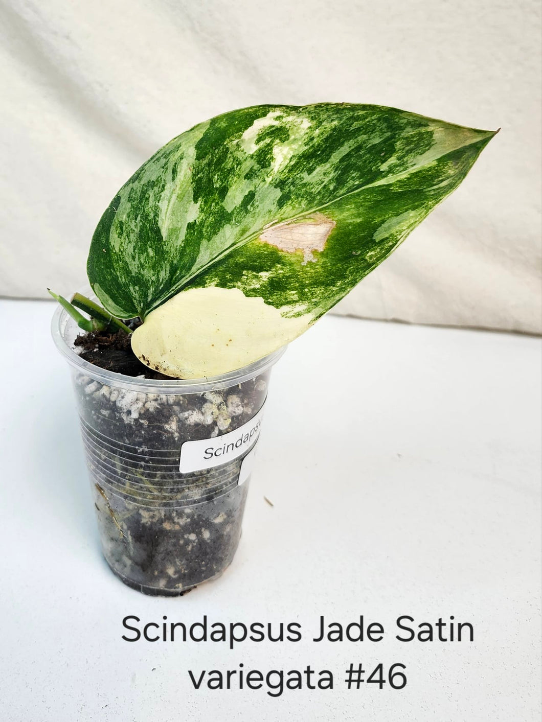 Scindapsus jade satin variegata #46