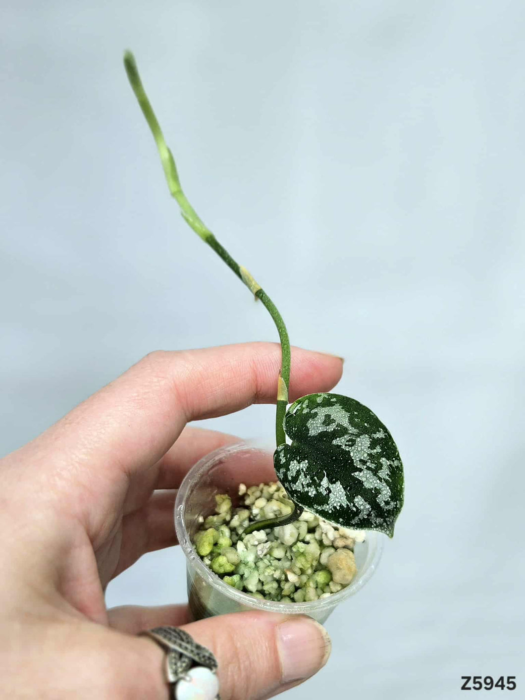 Scindapsus Mayari Revert #Z5945