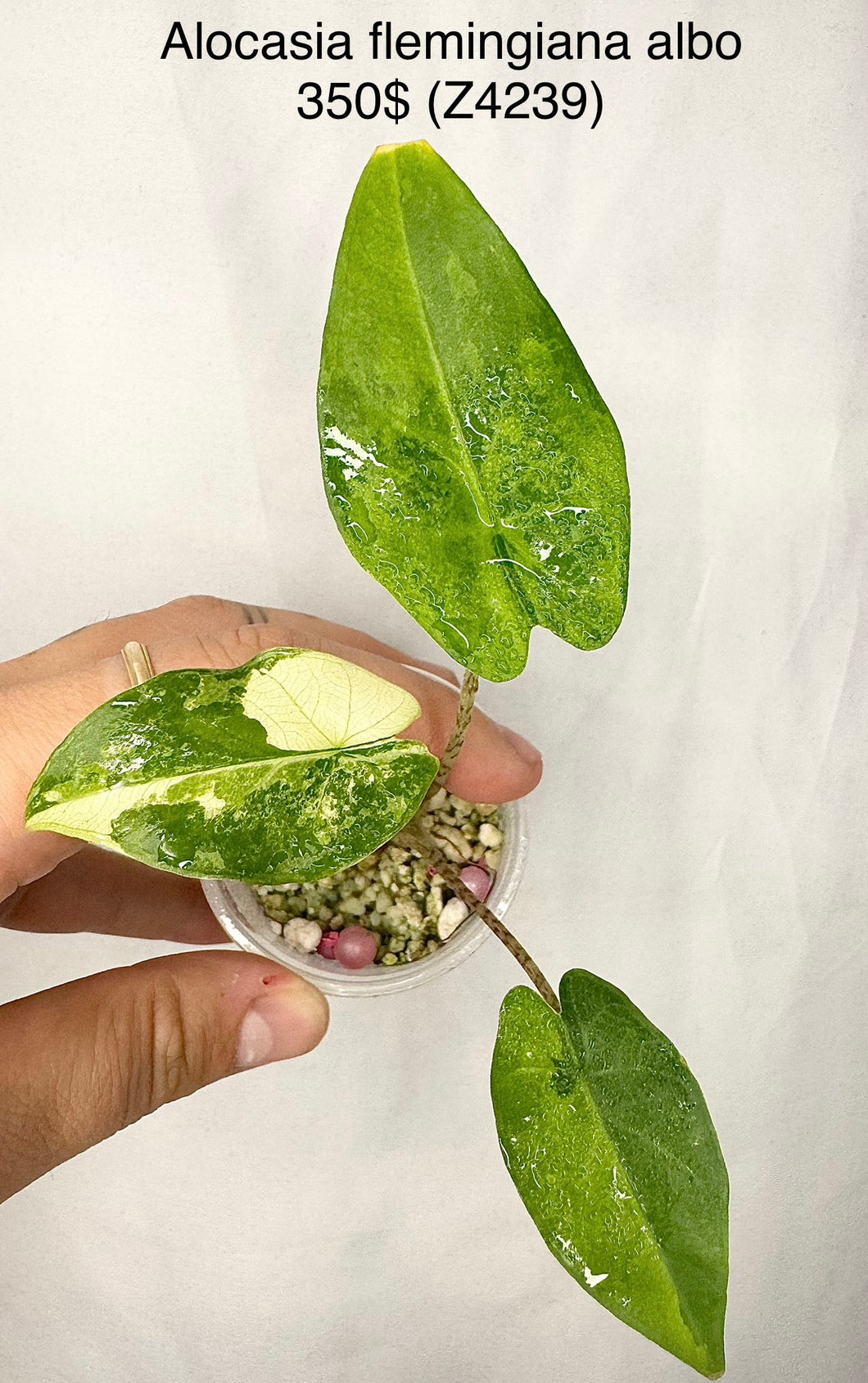 Alocasia Flemingiana Albo #Z4239