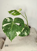 Charger l&#39;image dans la galerie, Monstera thaï
