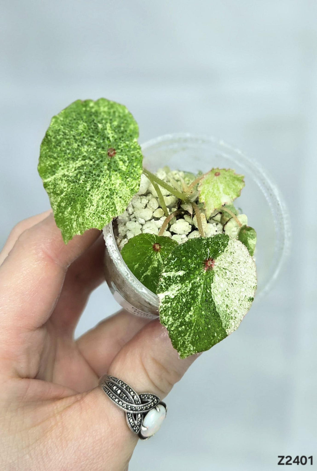 Bégonia Rouge Variegata #Z2401