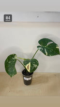 Charger l&#39;image dans la galerie, Monstera thaï
